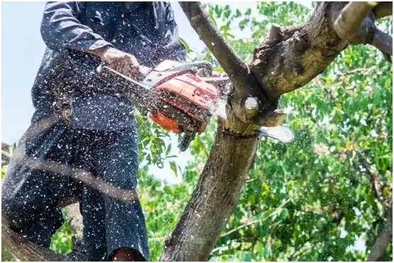 tree services Sultan